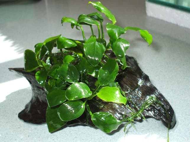 Anubias nana on wood
