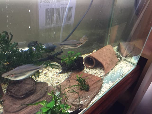 A glass aquarium with a fish and some aquatic plants