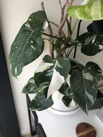 Philodendron White Knight