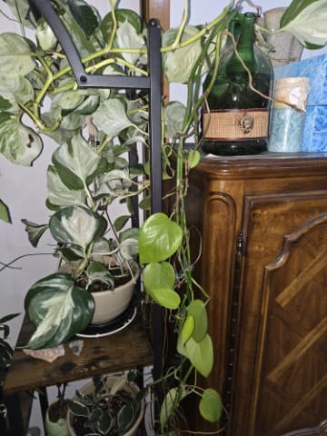 A vine cutting growing in a glass jar full of water